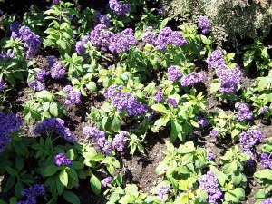 Flowers in Butchart Gardens image