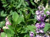 Flowers in Butchart Gardens