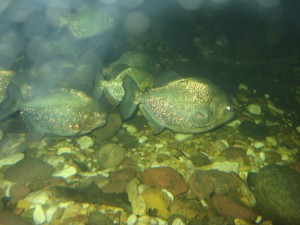 Paranhas image