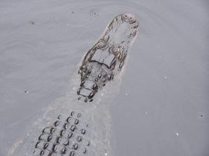 Alligator image